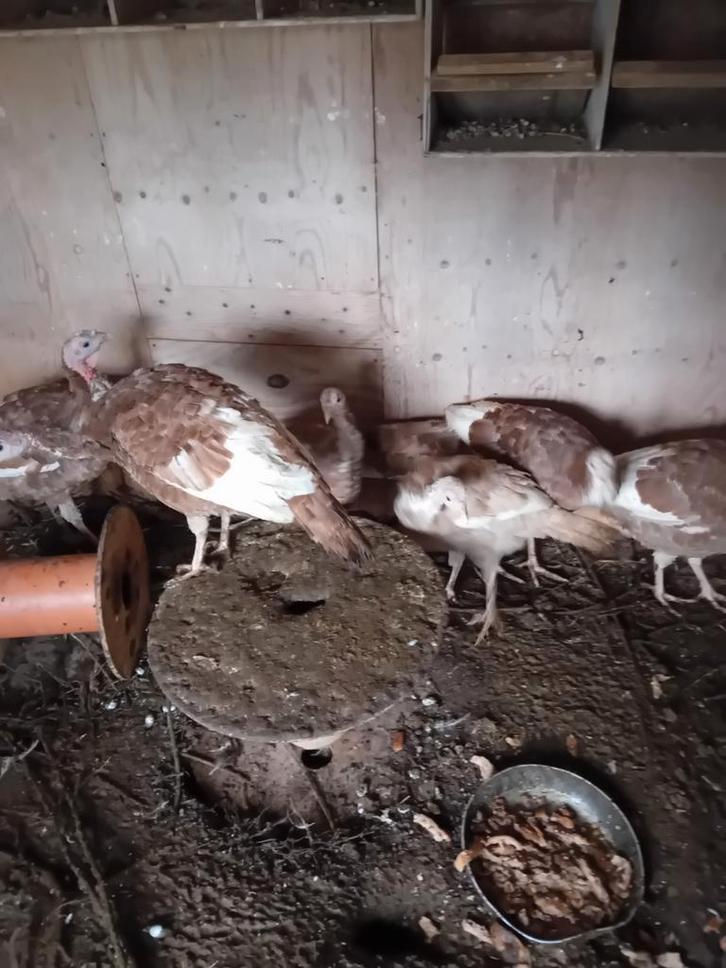 Kalkoenen reserver nu u kerstkalkoen, Dieren en Toebehoren, Pluimvee, Kalkoen, Meerdere dieren