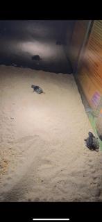 Jonge muskusschildpadjes, Dieren en Toebehoren, Reptielen en Amfibieën, Schildpad, 0 tot 2 jaar
