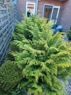 Beplanting coniferen gratis, Tuin en Terras, Planten | Bomen, Ophalen, Bloeit niet, Halfschaduw, Overige soorten