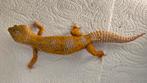 Luipaardgekko Giant tangelo ph. Eclipse, Dieren en Toebehoren, Reptielen en Amfibieën, Hagedis, 3 tot 6 jaar