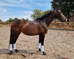 Zeer mooie kwpn merrie dressuurgefokt, Dieren en Toebehoren, Paarden, Merrie, Gechipt, Dressuurpaard, 3 tot 6 jaar