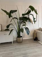 Echte strelitzia plant te koop, Huis en Inrichting, Kamerplanten, Ophalen, 200 cm of meer, Overige soorten, Halfschaduw