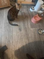 Bengaalse poes, Dieren en Toebehoren, Katten en Kittens | Overige Katten, Poes