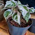 Calathea white fusion, Huis en Inrichting, Kamerplanten, Ophalen, Overige soorten, Minder dan 100 cm