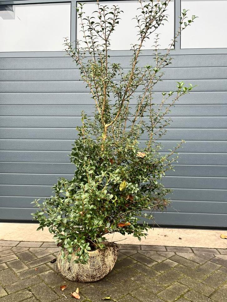 Osmanthus burkwoodii (Schijnhulst), Tuin en Terras, Planten | Bomen, Overige soorten, Minder dan 100 cm, Volle zon, Ophalen