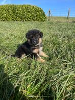 Raszuiver duitse herder pups met stamboom, Dieren en Toebehoren, Honden | Herdershonden en Veedrijvers, Parvo, 8 tot 15 weken