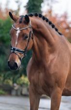 Talentvolle 9 jarige stamboek dressuurruin, Dieren en Toebehoren, Paarden, 175 cm of meer, Gechipt, Ruin, Dressuurpaard