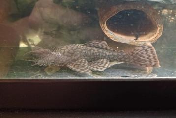 Ancistrus wabenmuster bewezen koppel  beschikbaar voor biedingen