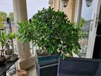 Ficus bonsai XL, Ophalen, Ficus