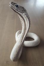 COBRA, Ophalen of Verzenden, Gebruikt, Dier