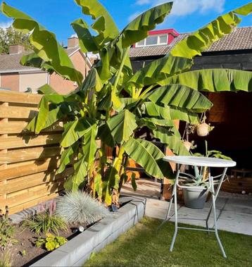 Bananenplant Musa Basjoo voor buiten beschikbaar voor biedingen