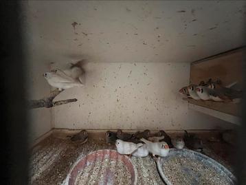 Zebravinken allerlei kleuren beschikbaar voor biedingen
