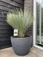 Nieuw! Yucca rostrata compleet in antraciet pot D60, Tuin en Terras, Nieuw, Ophalen of Verzenden