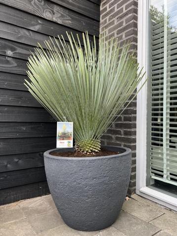 Nieuw! Yucca rostrata compleet in antraciet pot D60