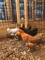 Plymouth rock kriel kippen | Deskundig advies, Dieren en Toebehoren, Meerdere dieren, Kip