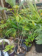 Afrikaanse tulpenboom spathodea campanulata, Tuin en Terras, Ophalen of Verzenden, Zomer, Overige soorten, Volle zon