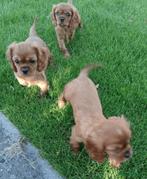 Cavalier King Charles Spaniel pup, Dieren en Toebehoren, Honden | Retrievers, Spaniëls en Waterhonden, Reu, CDV (hondenziekte)