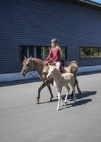 Arabisch halfbloed Grullo merrie met merrieveulen van fjord, Merrie, Zadelmak, 11 jaar of ouder, Recreatiepony
