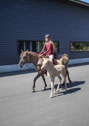 Arabisch halfbloed Grullo merrie met merrieveulen van fjord beschikbaar voor biedingen