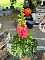 Gratis stekjes  en planten gezocht om mooie border te maken., Ophalen, Overige soorten, Volle zon