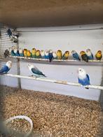 Opaline en y.f fischeries, Dieren en Toebehoren, Vogels | Parkieten en Papegaaien, Meerdere dieren, Parkiet