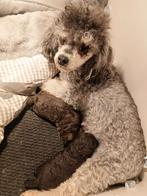 Prachtige chocobruine toypoedel pups, Dieren en Toebehoren, Honden | Chihuahua's en Gezelschapshonden, Poedel, CDV (hondenziekte)