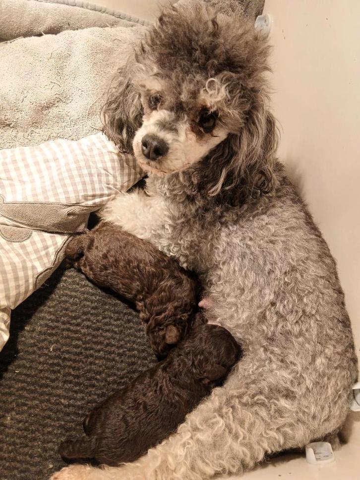 Prachtige chocobruine toypoedel pups, Dieren en Toebehoren, Honden | Chihuahua's en Gezelschapshonden, Meerdere dieren, Poedel