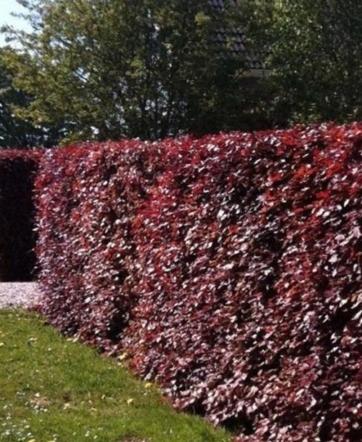 Rode beuk Fagus Sylvatica ‘Purpurea🍁, Tuin en Terras, Planten | Struiken en Hagen, Beukenhaag, 100 tot 250 cm, Ophalen