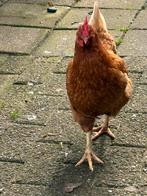 Bruine legkip, Dieren en Toebehoren, Vrouwelijk, Kip