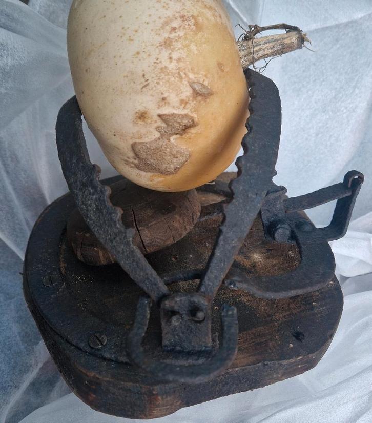 Antieke VAL of KLEM voor onbekend dier, verzamelobject, Antiek en Kunst, Antiek | Gereedschap en Instrumenten, Ophalen of Verzenden