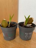 Orchidee Cambria, Ophalen, Minder dan 100 cm