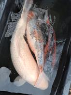 Koi karpers koi's koikarpers vijvervissen, Dieren en Toebehoren, Vissen | Vijvervissen, Karper of Koi