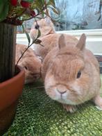 De meiden zoeken een tehuis, Meerdere dieren, Dwerg