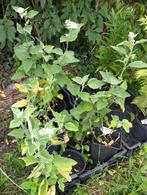 Tuin = Plant MJ = Althaea - Echte Heemst - Inheems, Ophalen, Vaste plant