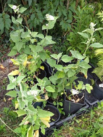 Tuin = Plant MJ = Althaea - Echte Heemst - Inheems           beschikbaar voor biedingen