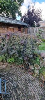 Japanse Esdoorn, Tuin en Terras, Planten | Bomen, Ophalen, Halfschaduw, Overige soorten, 100 tot 250 cm