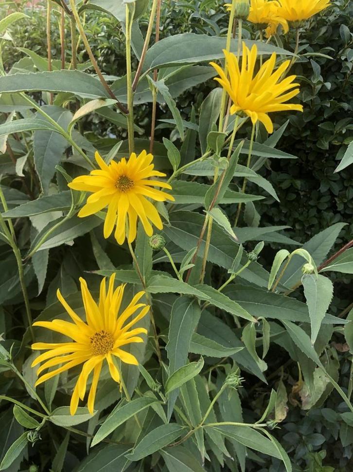 Aardperen biologisch per 500 gram, Tuin en Terras, Bloembollen en Zaden, Knol, Gehele jaar, Volle zon, Ophalen
