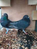 Te koop kleurpostduif., Dieren en Toebehoren, Meerdere dieren, Postduif