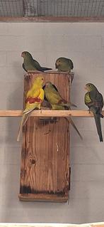 pastelbergen te koop, Dieren en Toebehoren, Vogels | Parkieten en Papegaaien, Meerdere dieren, Parkiet
