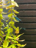 Blue dream neocaridina garnalen, Dieren en Toebehoren, Vissen | Aquariumvissen, Kreeft, Krab of Garnaal