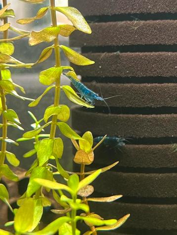 Blue dream neocaridina garnalen beschikbaar voor biedingen