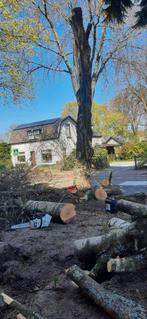 Aangeboden bomen zagen en snoeien, Tuinonderhoud of Snoeiwerk
