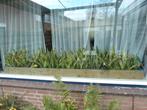 2 plantnbakken sansevieria,s, Huis en Inrichting, Kamerplanten, Ophalen, Halfschaduw, Minder dan 100 cm