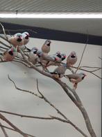 Spitstaart amadines, Meerdere dieren, Tropenvogel, Geringd