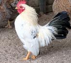 Serama haantje + 2 hennen, Dieren en Toebehoren, Pluimvee, Meerdere dieren, Kip