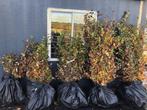 Bladhoudende Beuk, groen of rood blad, Wortelgoed. NU poten!, Tuin en Terras, Ophalen, Beukenhaag, Haag, 100 tot 250 cm