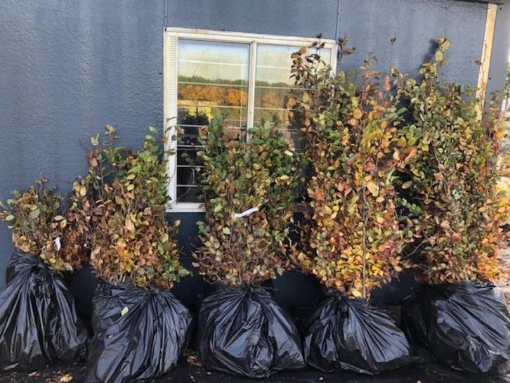 Bladhoudende Beuk, groen of rood blad, Wortelgoed. NU poten!, Tuin en Terras, Planten | Struiken en Hagen, Haag, Beukenhaag, 100 tot 250 cm