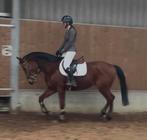 4 Jarige ruin met veel springkwaliteit, Springpaard, Met stamboom, Ruin, Zadelmak