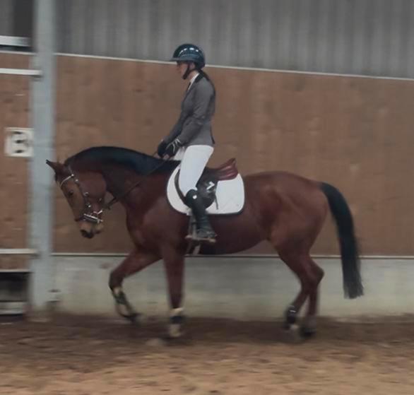 4 Jarige ruin met veel springkwaliteit, Dieren en Toebehoren, Paarden, Ruin, Zadelmak, 165 tot 170 cm, 3 tot 6 jaar, Springpaard