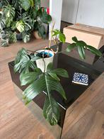 Philodendron Florida Green / Reverted Florida Beauty, Huis en Inrichting, Ophalen, Halfschaduw, In pot, Minder dan 100 cm